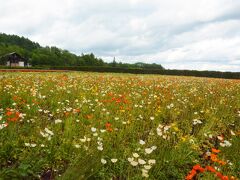 引き返してファーム富田に立ち寄ることにした。ラヴェンダーはまだでも、他の花があるだろうと考えたのだ。

まだシーズン初めだから渋滞はなかったが、それでも車も客も多い。

確かにポピーがきれいに咲いている。