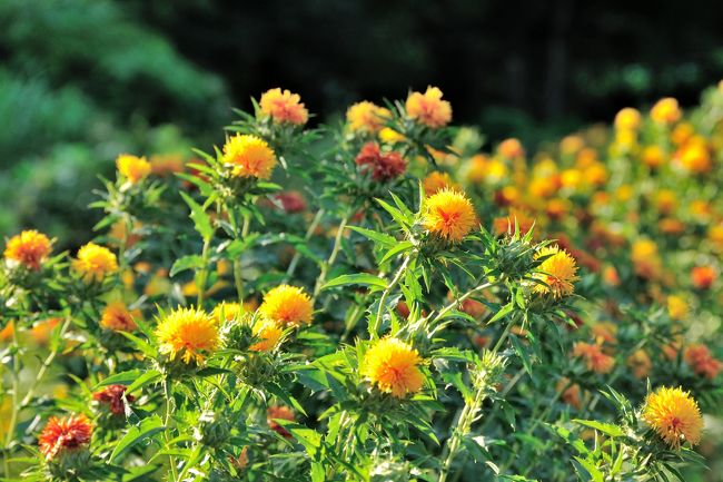 夏を染める紅花を求めて出羽の国へ もちろん有ります 川霧の中を走る列車とさくらんぼ狩り 山形市 山形県 の旅行記 ブログ By Tamayuraさん フォートラベル