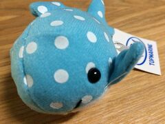 ジンベエザメ体験ダイビング￥13,400してきました。初ダイビングです。送迎付きです。ホテルまで迎えに来てもらいました。車で15分くらいです。
お土産にジンベイザメのぬいぐるみ。

トップマリン (残波店)
http://www.top-mz.com/