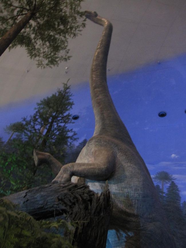 首が長い。キリンよりも。