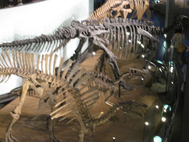 化石骨格の展示。