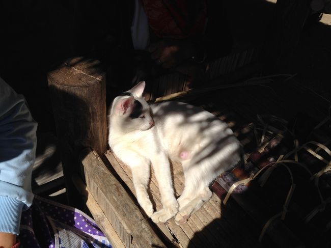 象乗り場のそばにお母さん猫がいた<br /><br />シーバはあげたらダメとのことでした<br />大変失礼しました<br /><br />授乳中の母猫のようだが<br />近くに子猫ちゃんいるかなあ？