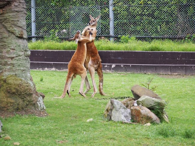 双子の赤ちゃんパンダを見にアドベンチャーワールド 動物好きには たまりませんわ 南紀白浜 和歌山県 の旅行記 ブログ By Maggiさん フォートラベル