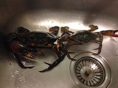 ホテルはキッチン及び
調理器具つきなので
助かる

早速 さっきメークロンで買った
つがいの蟹を茹でてみる