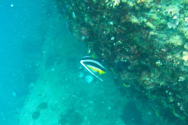 ツノダシのお出迎え