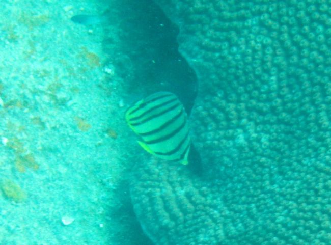 シマシマなのが居ました