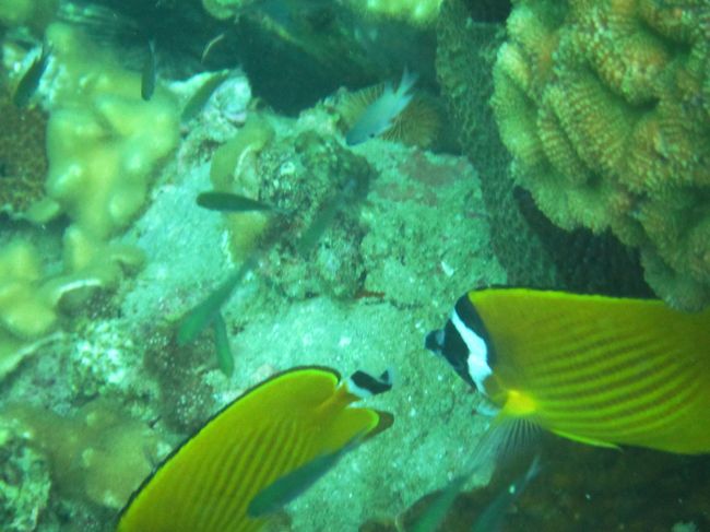 チョウチョウ魚のペアはマッタリ泳いでます