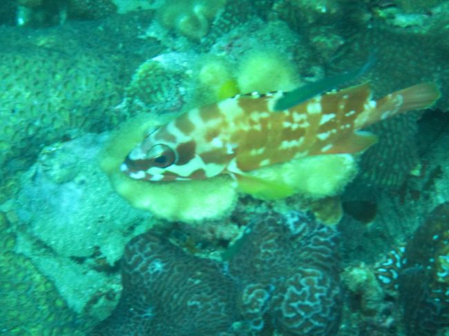 斑模様で目立つけど<br />寝てます<br />動かない