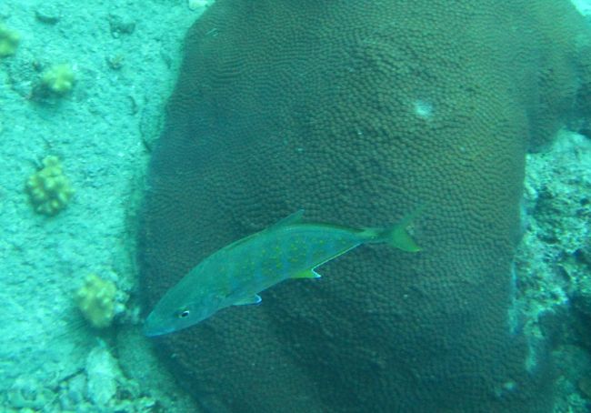 アジだよね<br />けっこう大きかった<br />泳ぎが速い子