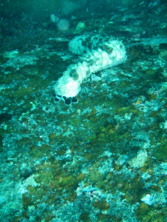 白っぽいナマコ