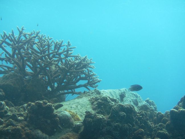 子供の頃のサンゴイメージでした