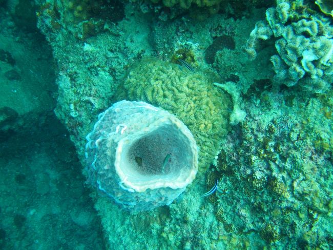 壺の中を覗いて見た