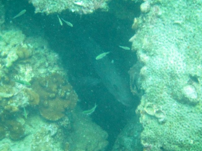 何か隠れてます<br />けっこう大きいぞ