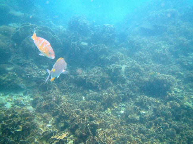 種類違うが接近