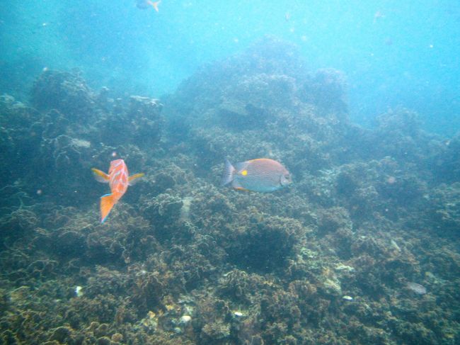 戯れ?て離れてきました<br />