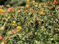 天童市の紅花まつり