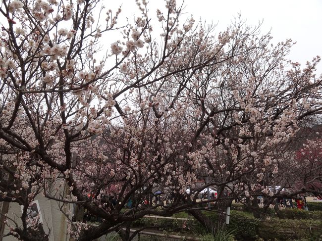 ２０１５年３月１５日の梅林公園。