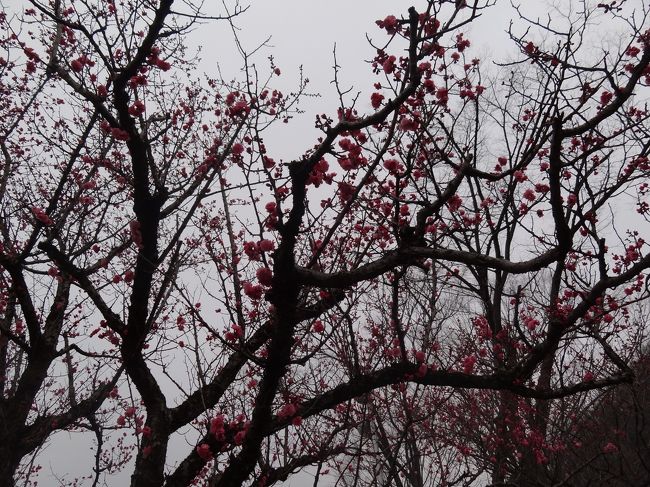 ２０１５年３月１５日の梅林公園。