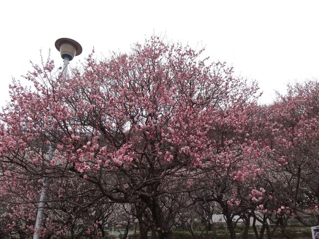 ２０１５年３月１５日の梅林公園。