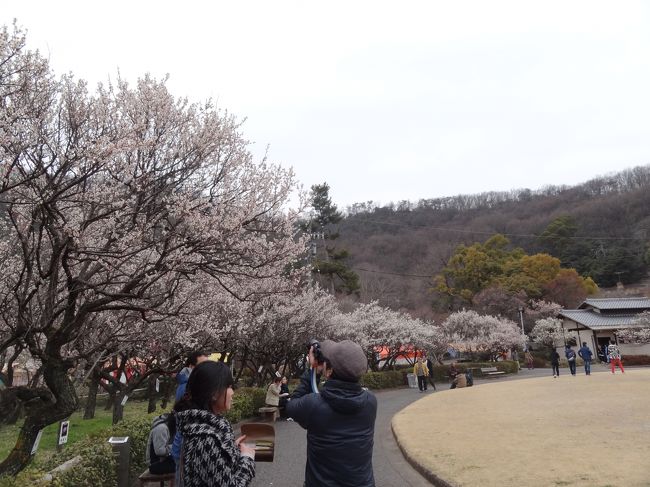 ２０１５年３月１５日の梅林公園。
