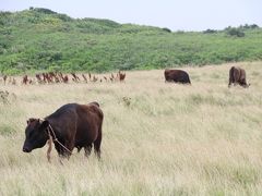 波照間島星空観測タワー近くの牧場