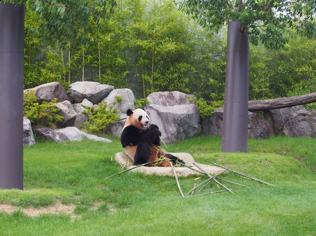 　今日は、パンダ・ラブの屋外にパンダがいました。<br />のんびりしてるな〜<br />この子は、帰りの時間まで、ほぼ同じポーズで<br />笹を食べ続けていました。<br />