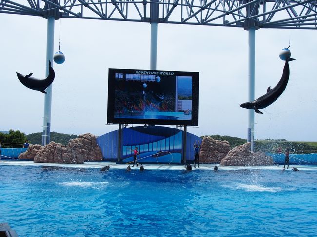 　すごいスピード♪<br />太地町で捕獲したイルカだよ〜<br />クジラもいるよ〜、みんな前向きに頑張っているよ〜<br />私達も、すんごい楽しいよ〜