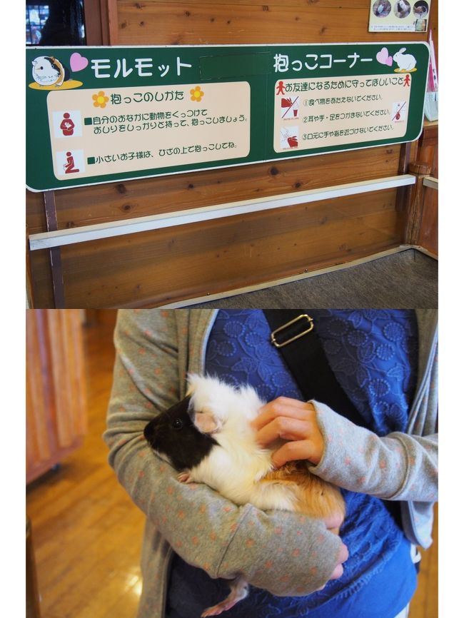 　11時過ぎました、昨日足を向けなかった<br />ふれあい広場あたりに出向きます。<br />ふれあいの里㉑にモルモットが、居たら触るわな〜。