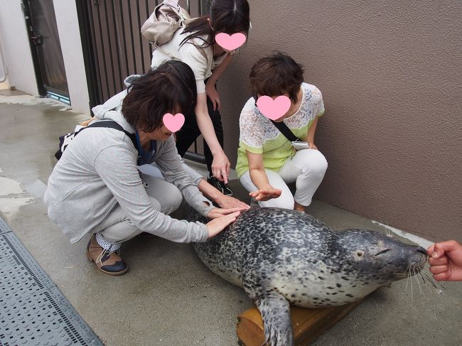 　餌をあげた後は、さわれます。<br />ふわふわしていました。