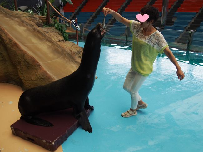 　大きいオットセイに餌やり<br />おばさんもノリノリ（*^_^*）大喜びです。