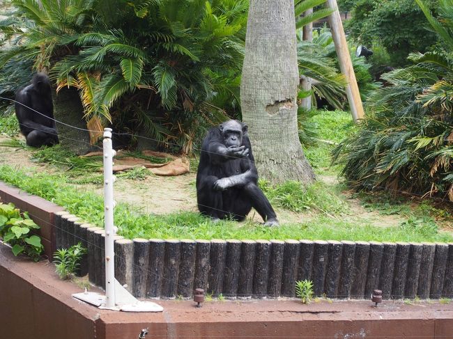 　チンパンジー。くれって手を出します。<br />さっき買ったパンは持っているけどね<br />あげちゃ〜いけないからね。おばさんの笑顔で許してね。<br /><br />その後、フンッって、<br />立ち去るおっさんチンパンジー。ババアの笑顔ではダメかよ〜