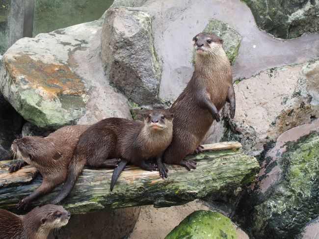 　かわうそ<br />うそみたいに可愛い。