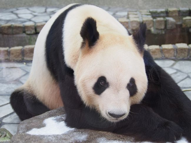 近づいてきてくれました。<br />はっきりと私に向かってきてくれました。<br />確かにパンダよりの体型ですが。。。目があった。(^O^)／<br /><br />ありがとう。いい思い出だよ〜