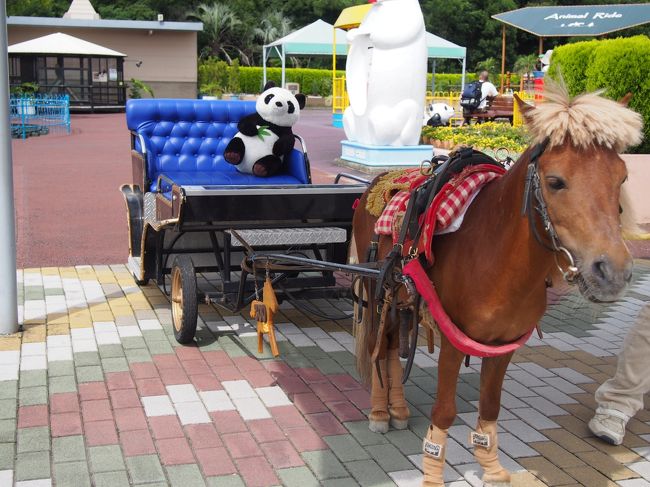 　お子様の思い出にポニーとの記念写真いかかでしょ