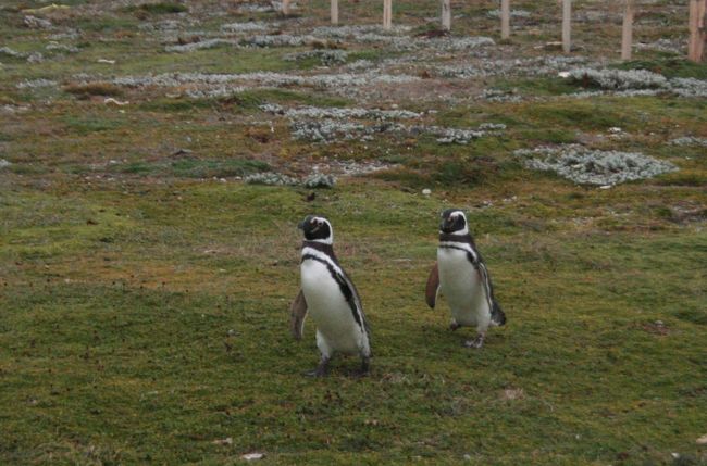 海のほうからペタペタ走ってくる！<br />