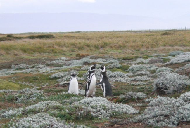時間があればマグダレーナ島の営巣地がおすすめだとか。<br />運によるだろうけど、そっちのほうが数が多いんだそうです。