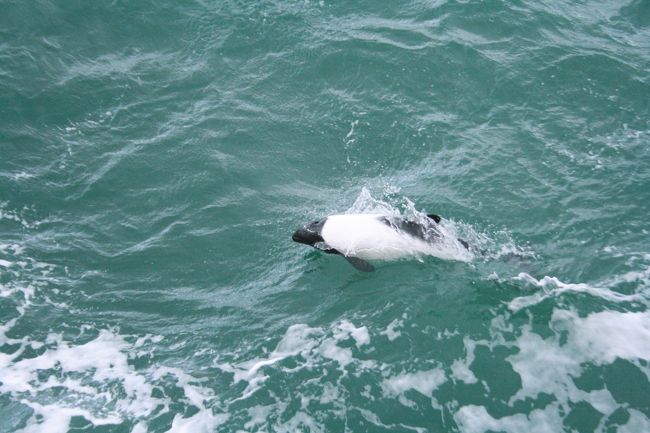 でも、白黒のイルカ登場！