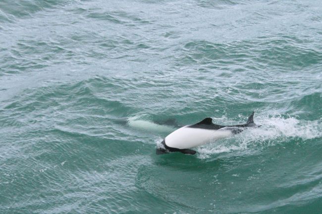 ん？もう一頭いる？