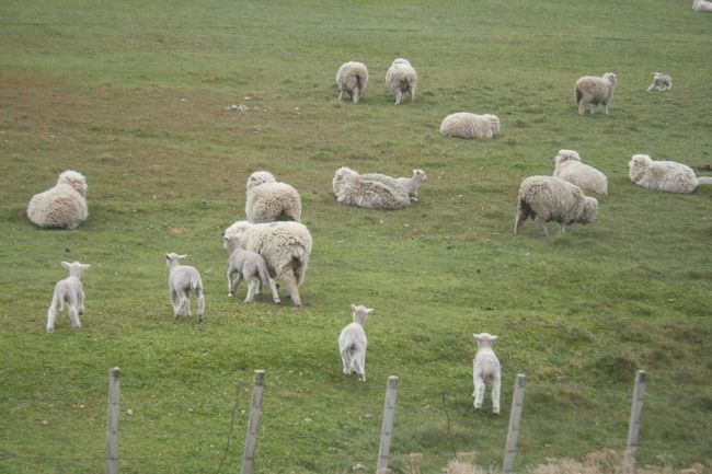 子羊かわいい。