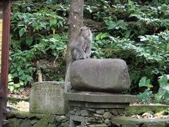 親子猿
ここのお猿さんは、ベッカム頭が多い。