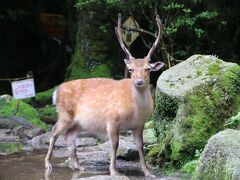 3日目は白谷雲水峡〜太鼓岩までのトレッキングです♪

昨日のダイビングもそうですが、今日もガイドさんとマンツーマン！
自分のペースで歩けるし、お話できるのでラッキー☆

入って最初のトイレ前に、早速シカを発見！
ガイドさん曰く40歳ぐらいの中年おじさんらしいです笑。

どんだけ近寄っても、どれだけカメラを向けられても逃げません。
奈良のシカと違っておねだりもしてこないので優秀です。