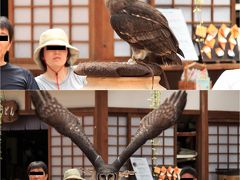 まかいの牧場の後は、富士花鳥園へ
ここは、今回の旅のメインです

【富士花鳥園】
http://www.kamoltd.co.jp/fuji/
営業時間：9：00〜17：00
入園料：1100円
アクセス
電車の場合：富士宮駅からバス　道の駅朝霧高原下車徒歩約10分
車の場合：道の駅「朝霧高原」から白糸の滝方面へ2Ｋｍ南下した道路沿い
駐車場：300台（無料）


