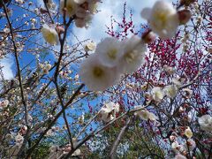梅の小路が甘い香り。

