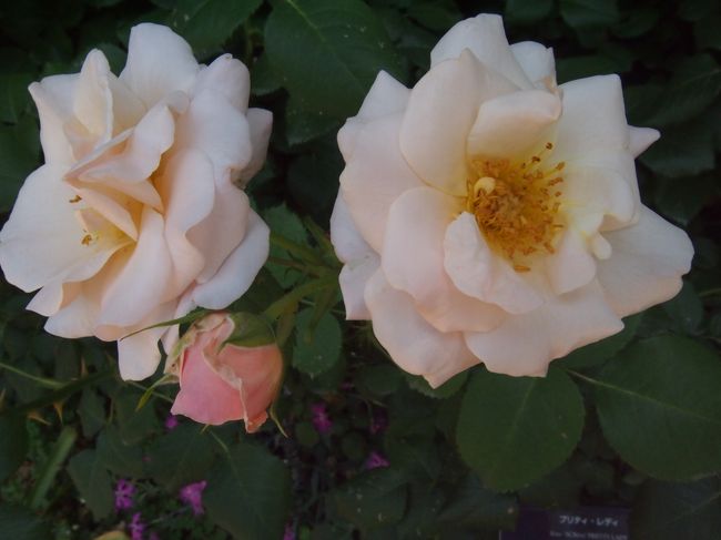 薔薇いっぱいの横浜イングリッシュガーデン 15 5 横浜 神奈川県 の旅行記 ブログ By かめたろうさん フォートラベル