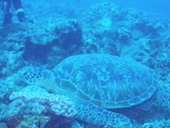 2本目　11：01〜11：47

御神崎　カメハウス

名前の通り、カメがいました。