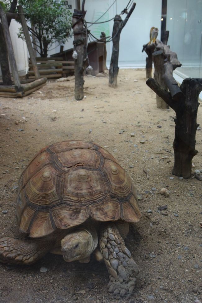 何故か、陸ガメ