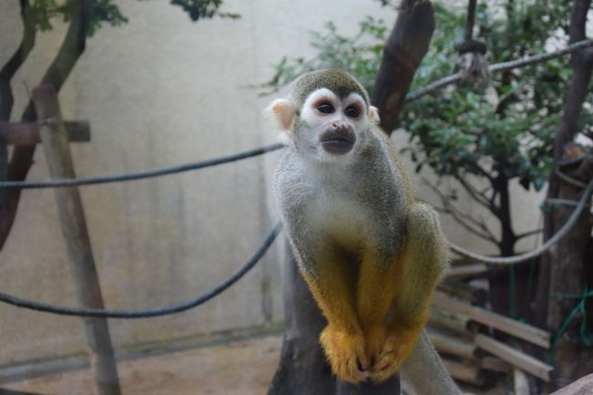 そして、何故かリスザル(^^)<br /><br />子供向けの演出かな？