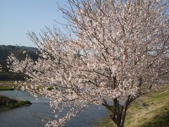 醍醐の里パーキングエリアはお花見のたびによく寄ります。建物の裏手の川沿いに桜並木があって、そこでも充分にお花見ができます。