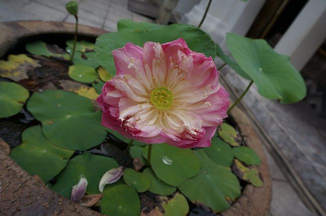 タイ・バンコクは刺激的で、ご飯が美味しくて、いろんな人がいて、みんなもれなくスマホをいじっていて(笑)、旅行客が多くて、とにかく賑やかでした。<br /> <br />次は、もうちょっと田舎の方にも行ってみたいです。 <br /> <br />