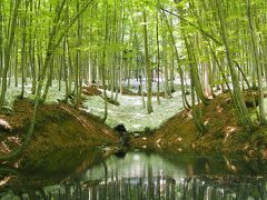 こちらは十日町市松之山の「美人林」。
美しいブナの森です。この時期の緑は鮮やかですね。
うっとりするくらい美しい森です。